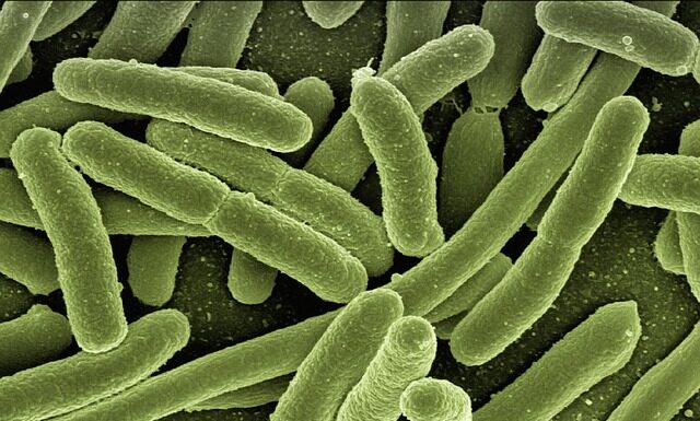 Jakie zioła na bakterie w moczu?